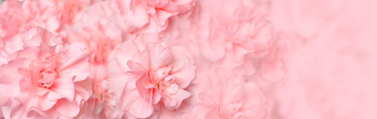 beautifulpinkcarnationflowerheader15204119 Oman Beauties